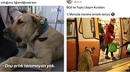 İstanbul'u Turlayan Köpek Boji'nin Hesabından İçinizi Isıtacak Paylaşımlar
