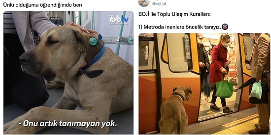 İstanbul'u Turlayan Köpek Boji'nin Hesabından İçinizi Isıtacak Paylaşımlar