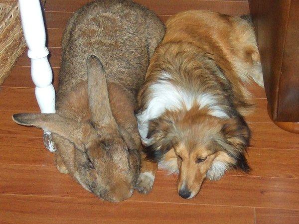 8. Köpeğiniz yalnız hissediyor ve arkadaş istiyor, ama siz iki köpeğe nasıl bakacağınızı bilmiyor musunuz? Belçika dev tavşanı tam da size göre!