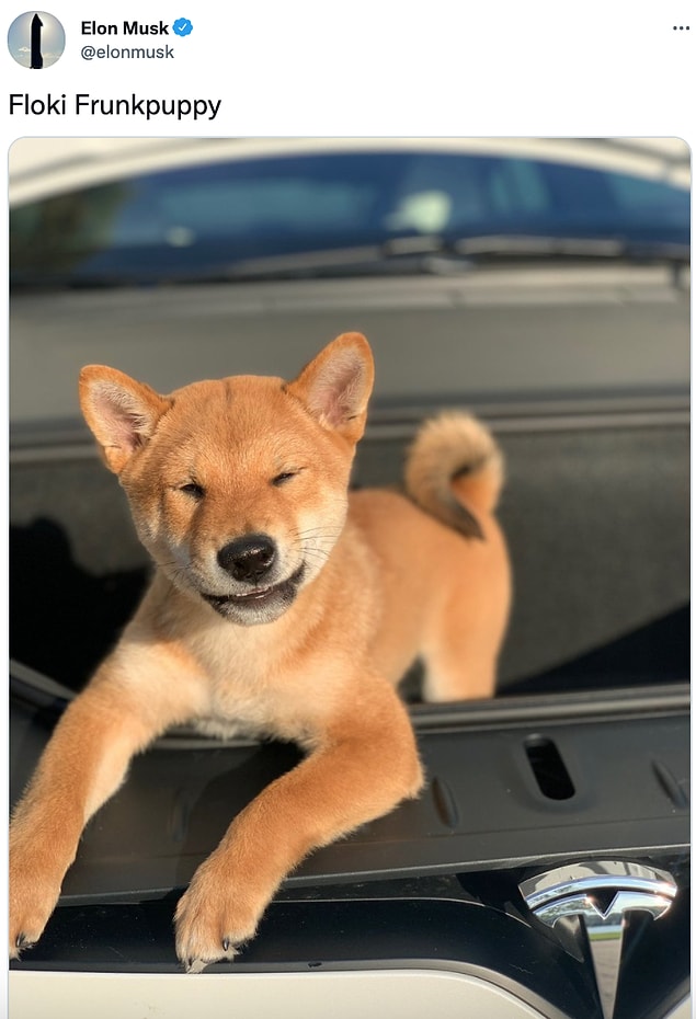 Musk, 4 Ekim'de SHIB Token'ın da simgesi olan Shiba Uni cinsi köpeğin yer aldığı bir fotoğraf paylaştı.