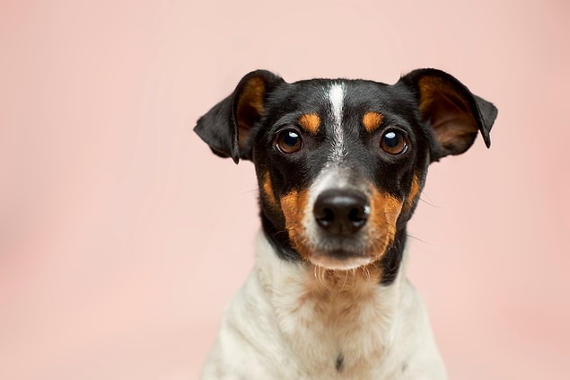 İnsanlar vücuda giren bu maddenin toplamının yarısını 2--3 saatte sindirirken, köpeklerin aynı miktarı sindirmesi 17.5 saat sürer.