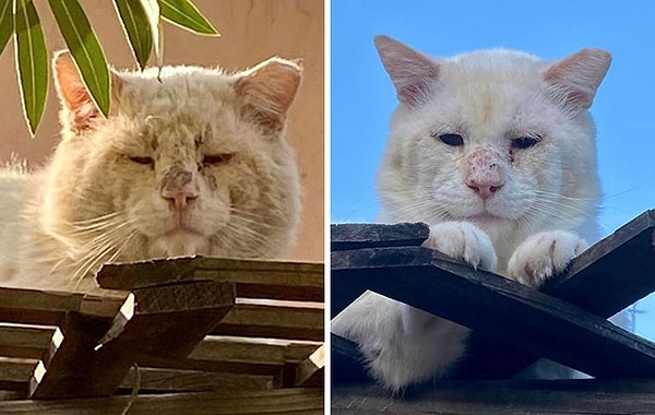 11. Это мой безумный друг, демонстрирующий, как хорошо он выглядит после нескольких месяцев любви и заботы