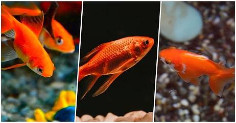 Japon Balıkları Hakkında Muhtemelen Bilmediğiniz Birbirinden İlginç 15 Şaşırtıcı Bilgi