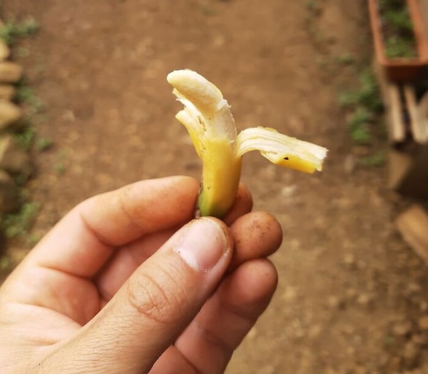 15. Крошечный банан, который я собрал сегодня