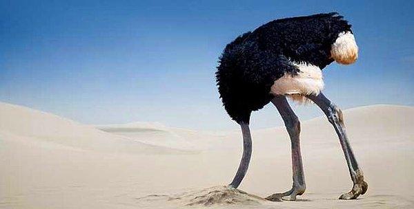 6. Kafasını kuma gömen deve kuşları