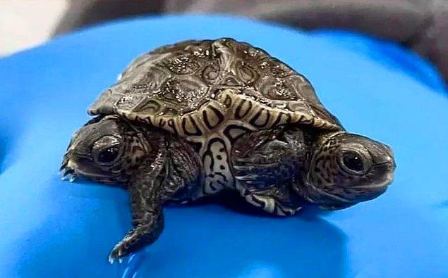 10. 6 ayaklı oldukça nadir bulunan iki başlı kaplumbağa: