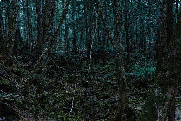 1. İntihar ormanı, Japonya