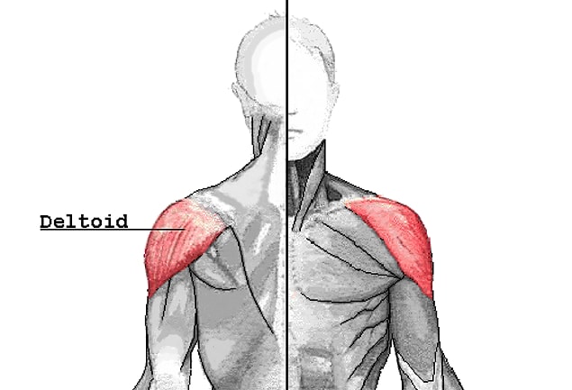 Sonuç olarak kas içine bir aşının yapılabilmesi ve tam etki etmesi için büyük bir kasa ihtiyacımız var; ancak gördük ki Gluteus'la yolda kalabiliriz. İşte bu noktada "Deltoid" devreye giriyor.