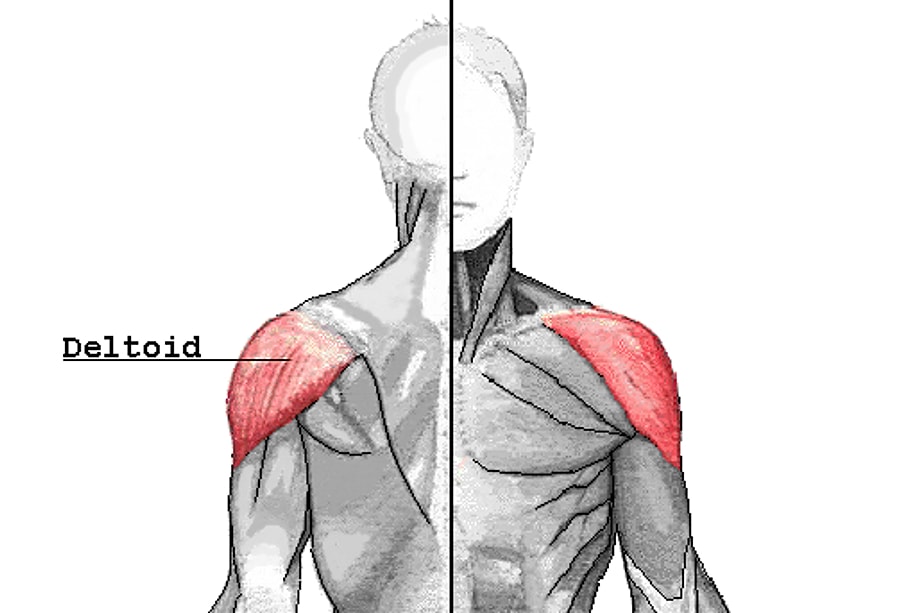 Картинки дельтовидная мышца