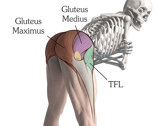 Peki aşı neden kıçtan yapılmıyor, halbuki orada da en güçlü kasımız "Gluteus" var? Çünkü kalça bölgesindeki yağ dokusu kalın ve aşının bu dokuya yapılma ihtimali beraberinde onun etkisini azaltıyor.
