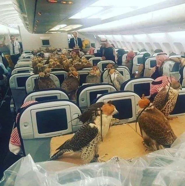 11. Arap prensi, 80 tane şahini için uçak bileti almış! 😱