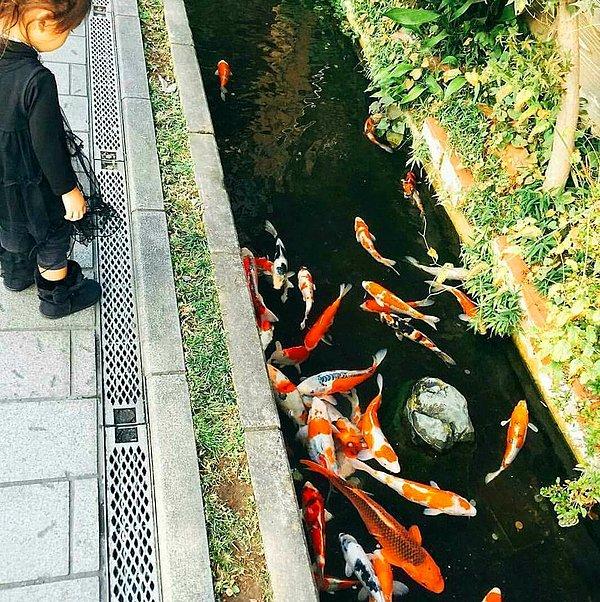 13. Akvaryum balığı olan koi balıkları Japonya'da evlerin önünden geçen akıtma kanallarında yaşar.