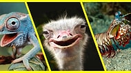 Gözleriyle Şaşkına Çeviren 10 İlginç Hayvan Türü