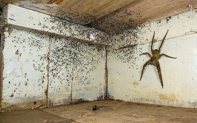 5. Gil Wizen bu fotoğraf ile Urban Wildlife ödülünü kazandı.