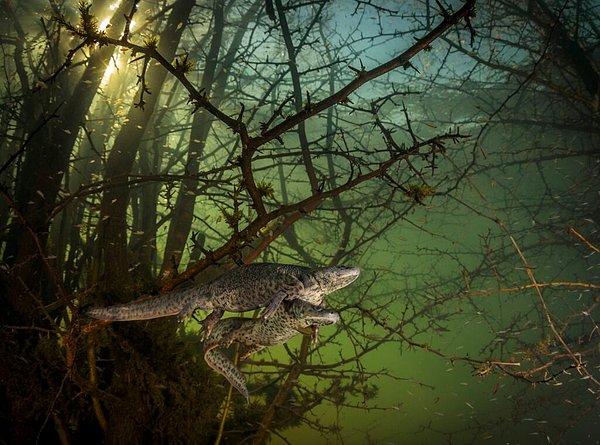 9. Portekizli fotoğrafçı João Rodrigues bu fotoğrafı ile Amfibi ve Sürüngen Davranışı ödülünü kazandı.