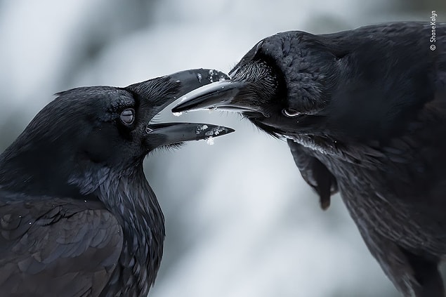 13. Kanadalı fotoğrafçı Shane Kalyn, British Columbia'daki bir kuzgunun kur gösterisini gösteren bu fotoğraf ile için Kuş Davranışı ödülünü kazandı.