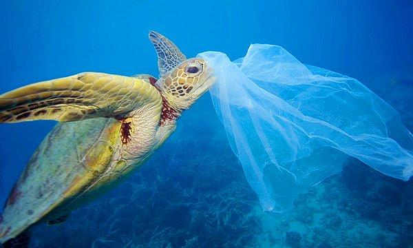 4. "Okyanuslarda yarattığımız kirlilik canlıların hayatına kast ediyor!"