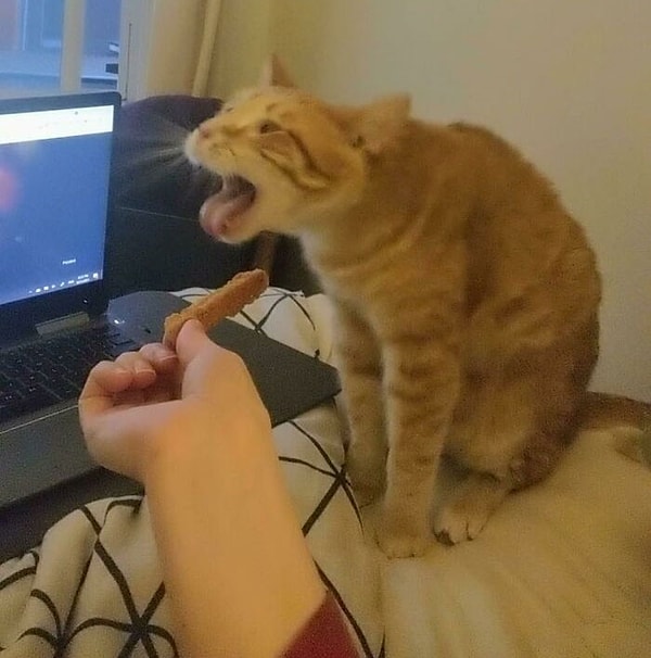 6. Он ненавидит курицу в панировке, но все равно пытается ее кушать