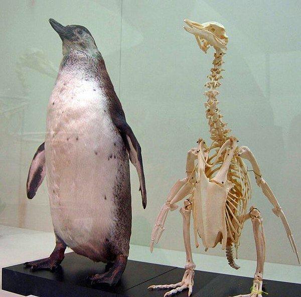 11. Bir penguenin iskeleti: