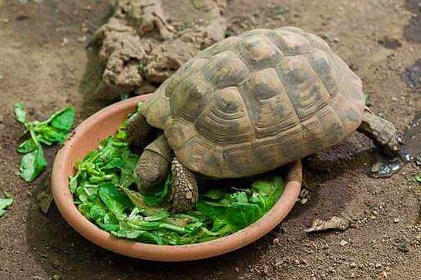 Küçük Kaplumbağalar Ne Yer?