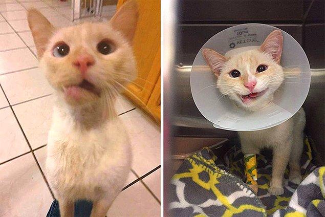 7. "Çene ameliyatı öncesi ve sonrası kedim."