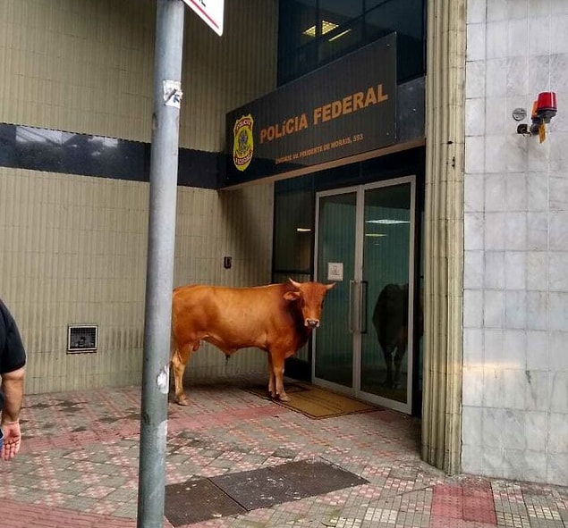 9. "Sabahleyin bu boğayı karakolun önünde kapıyı kollarken gördüm. Kimseyi içeri sokmuyordu..."