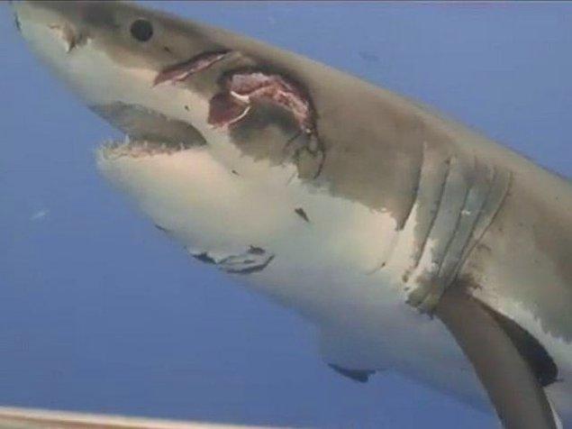 11. Muhtemelen başka bir köpek balığı tarafından ölümcül bir yara alan köpek balığı: