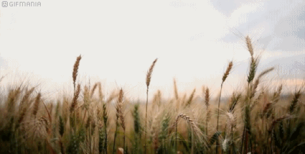 5. Türkiye'deki tarım alanlarının ne kadarlık bir kısmına buğday ekildiğini biliyor musun?