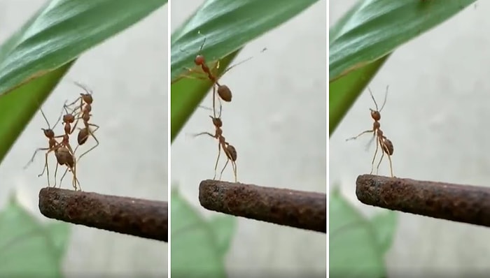 Arkadaşlarının Yaprağa Tırmanmasına Yardım Ettikten Sonra İhanete Uğrayan Karıncanın Yürek Burkan Anları