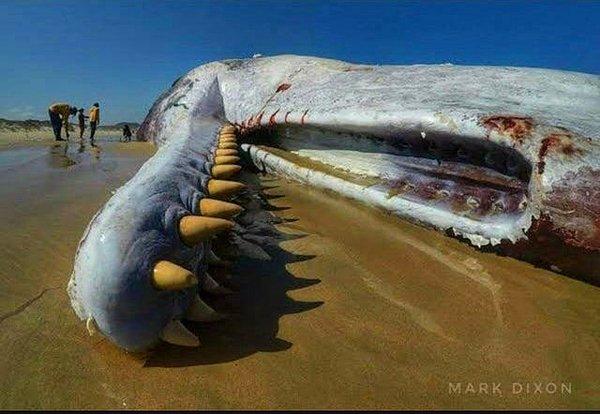 7. Bir ispermeçet balinasının ürkütücü dişleri:
