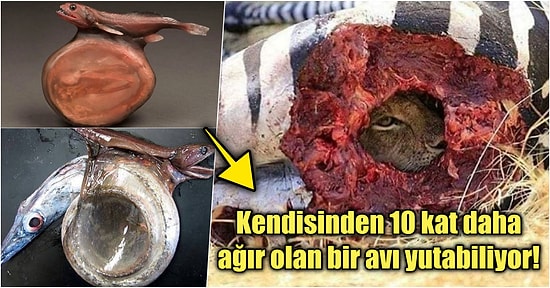 Doğanın Korkutucu Yüzünü İliklerinize Kadar Hissetmenize Sebep Olacak Birbirinden Ürkütücü 15 Yeni Fotoğraf