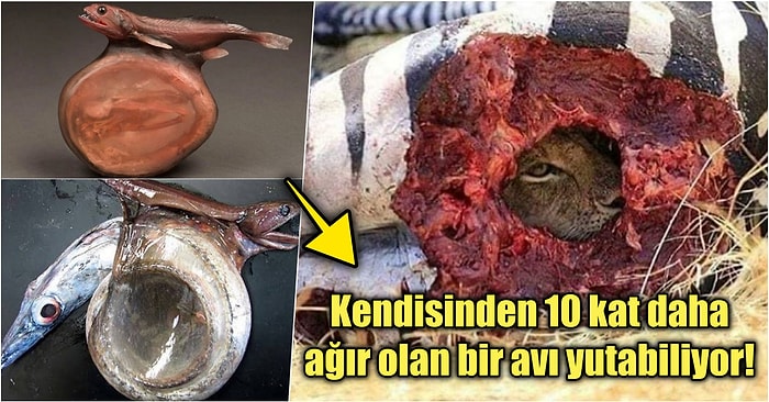 Doğanın Korkutucu Yüzünü İliklerinize Kadar Hissetmenize Sebep Olacak Birbirinden Ürkütücü 15 Yeni Fotoğraf