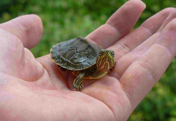 14. Roma döneminde kaplumbağa kabuğunun bazı tedavilerde kullanılması yaygındı.