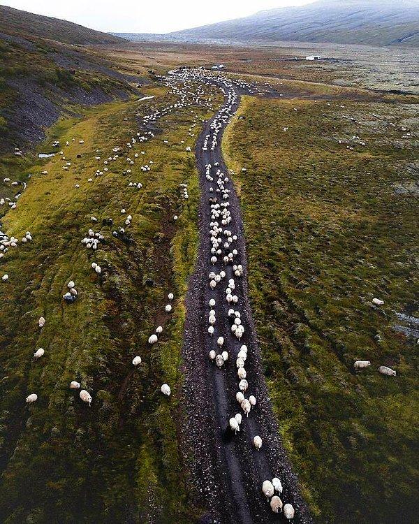 23. İzlanda'da koyun popülasyonu insanlardan iki kat daha fazladır.