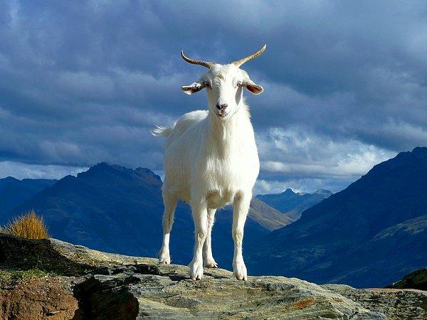 13. Yapılan araştırmalar keçilerin de tıpkı bizim gibi aksanlara sahip olduğunu gösteriyor.