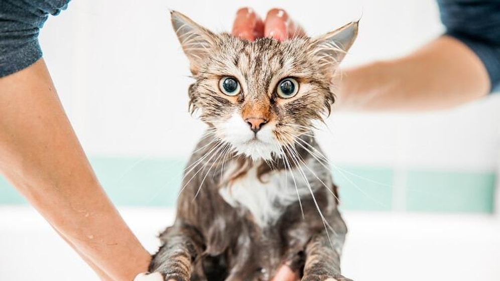 Kedi Nasıl Temizlenir? Kediler Yıkanır Mı?