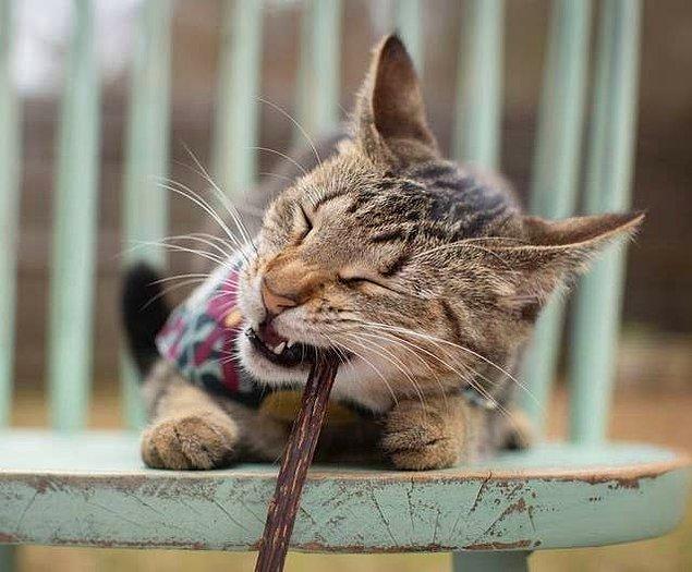 3. Matatabi kedi çiğneme çubukları, kedi nanesinden pek hoşlanmayan kediler için mükemmel bir alternatif.