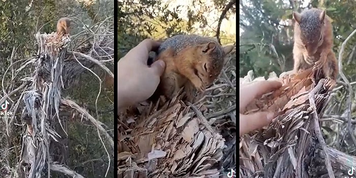 Yuvası Yok Olduğu İçin Üzüntüden Öldüğü İddia Edilen Sincabın İçinizi Acıtacak Görüntüleri