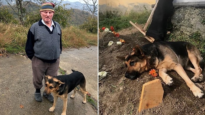 4 Gün Önce Hayatını Kaybeden İnsan Dostunun Mezarının Başından Ayrılmayan 'Fero' İsimli Köpek
