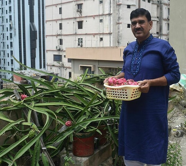 9. Драго фрукты в мини саду на крыше