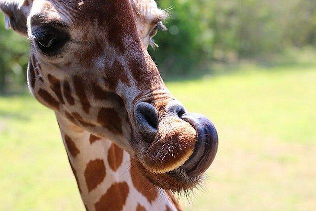 14. Zürafalar 53 cm'lik dilleriyle kulaklarını temizleyebilir.