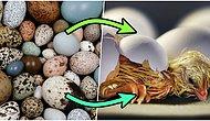 Her Türlü Kuş Yumurtasının Şeklini Matematiksel Olarak Açıklayabilen Formül Sonunda Bulundu