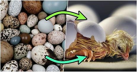 Her Türlü Kuş Yumurtasının Şeklini Matematiksel Olarak Açıklayabilen Formül Sonunda Bulundu