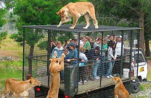 1. Çin'in Chongqing şehrinde gelen ziyaretçilerin kafese konduğu bir hayvanat bahçesi vardır.