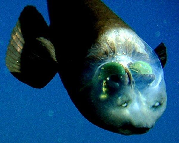 4. Transparan kafası olan bir balık: