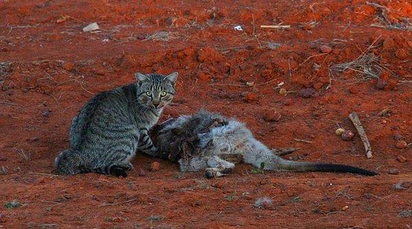 15. Ve son olarak, kanguru avlayan bir Avustralya yaban kedisi: