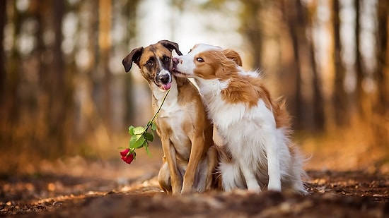 Dişi Köpeğin Çiftleşmeye Hazır Olduğu Nasıl Anlaşılır?