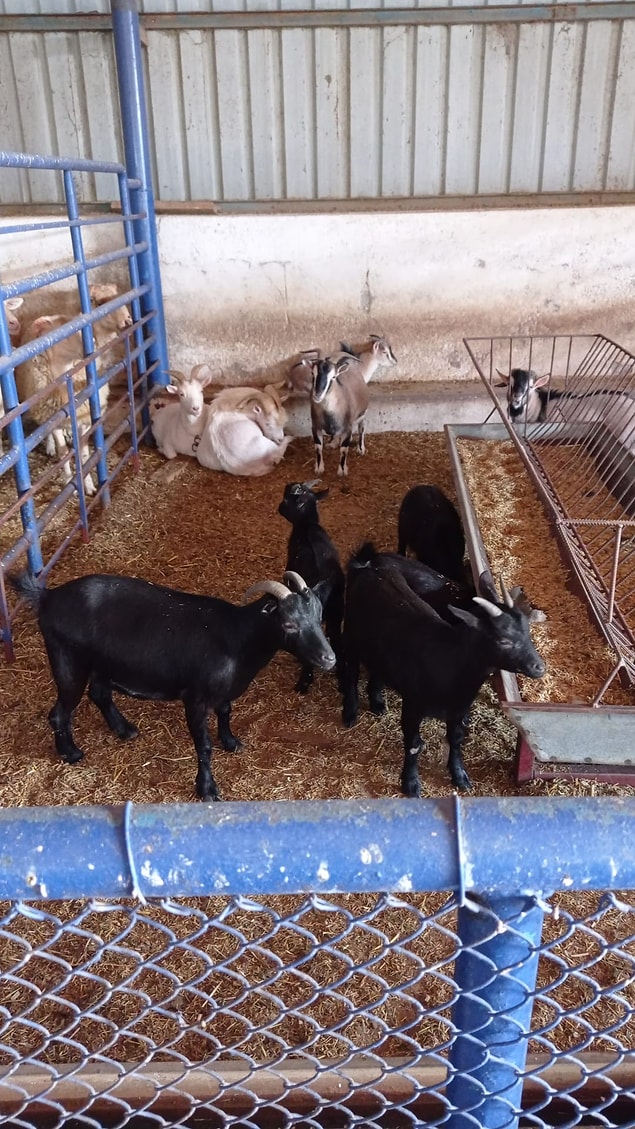 Yerleşkedeki hayat ise şöyle; içeride bir çiftlik mevcut. İçerisinde tavuğundan horozuna, ineğinden keçisine kadar birçok hayvan bulunuyor. Öncelikli olarak çocuklara hayvan sevgisi aşılanıyor.