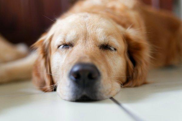 12. Eğer köpeğiniz sizin yanınızda uyumayı tercih ediyorsa, size herkesten çok güvendiğinin belirtisi olduğu söyleniyor.