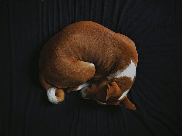 27. Kıvrılarak uyumak köpekler arasındaki en yaygın uyuma şeklidir.